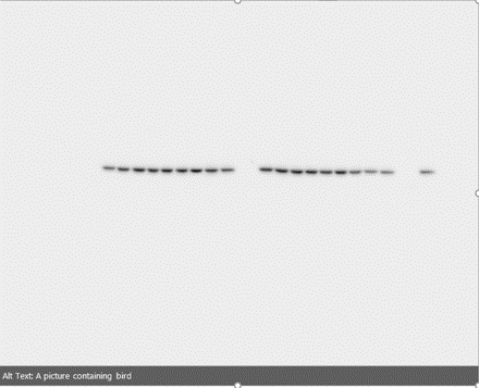 sarah_e_hancock's tweet photo. "A picture containing a bird" 🤔
OK, thanks for trying powerpoint I guess? #research #seemyscience https://t.co/F5xsdLIhau