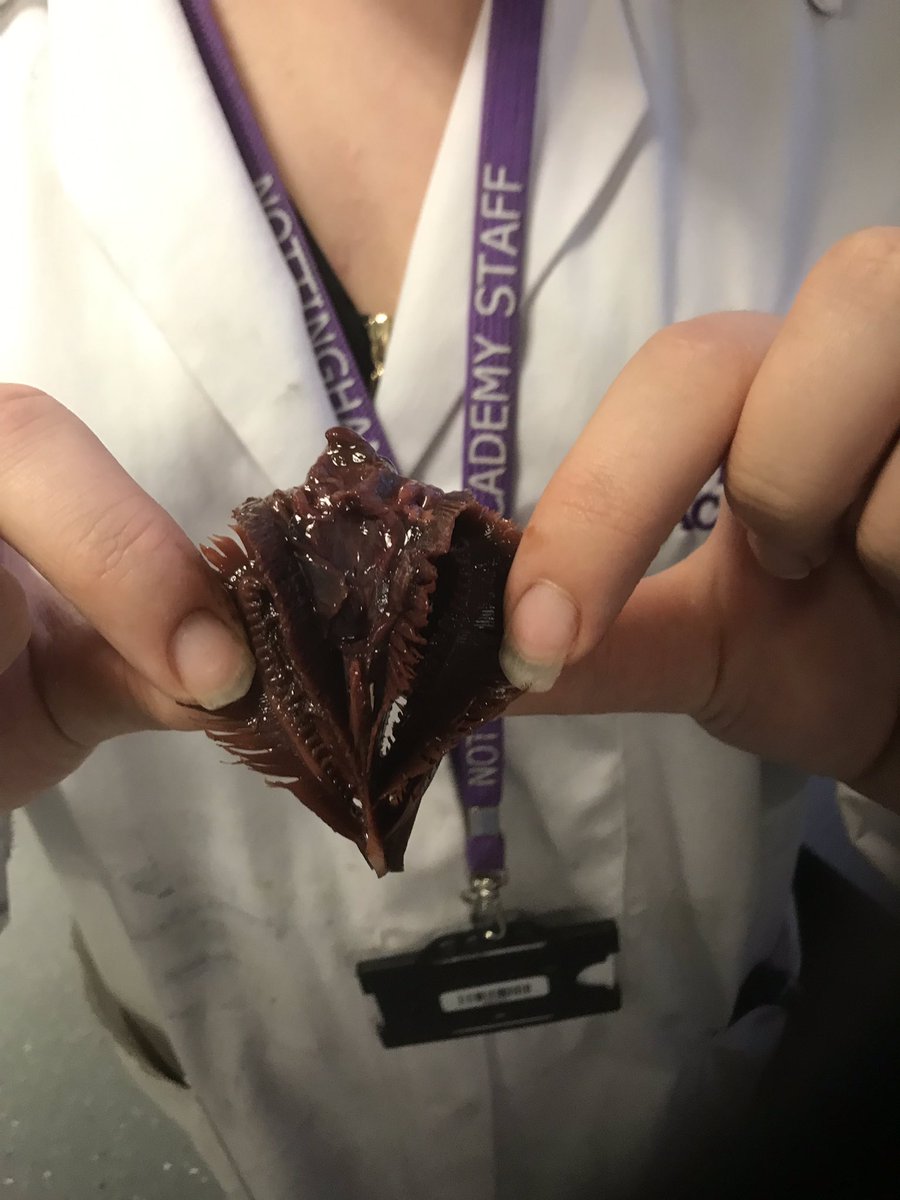katharine_W1's tweet photo. @NottinghamAcad Great effort and enthusiasm from this weeks dissection club. Gill extraction #fishdissection #thesekidscan https://t.co/elYpLKG28p