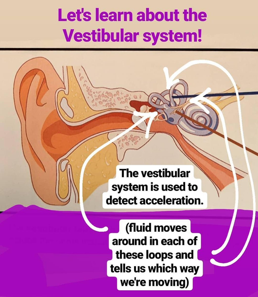 The vestibular system is used to detect acceleration. Fluid moves around in each loop & tells us which way we're moving.This is ALSO responsible for motion sickness.You spin around, that makes the fluid spin. You stop, your eyes see that, but the fluid still spins.
