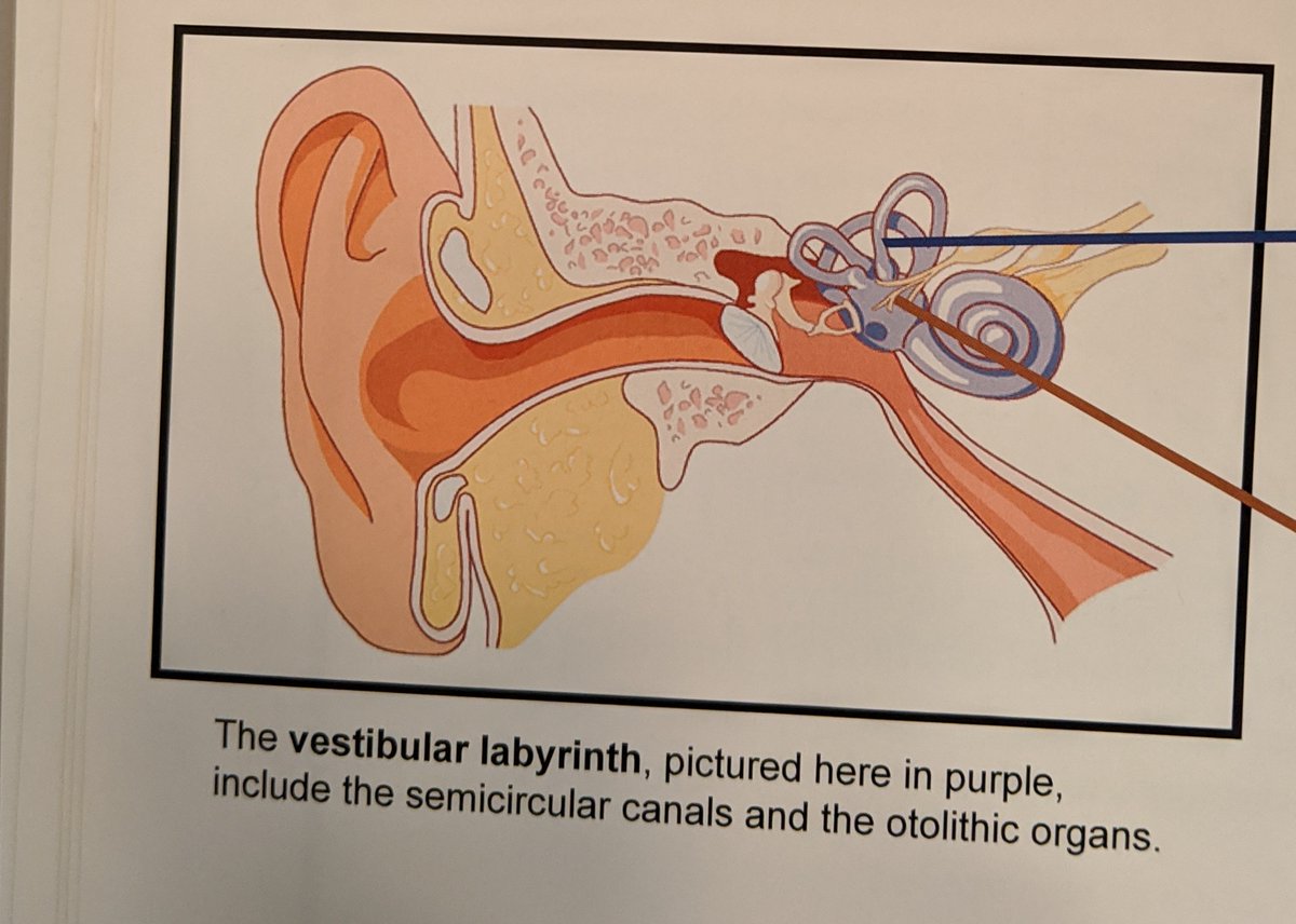 It turns out that the reason why the Gallaudet men were immune to motion sickness had to do with the cause of their deafness. Each of these men became deaf due to spinal meningitis, which damaged their vestibular system in their ear.