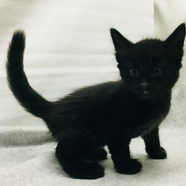 Uzivatel Kitten Norwegian Na Twitteru まっくろくろすけ時代の黒ちゃん ノルウェージャンフォレストキャット Norwegianforestcat ノルウェージャン子猫 猫のいる暮らし ねこ 猫 子猫 子猫可愛い T Co Touf7fm8zo T Co X7lx3qbmbj