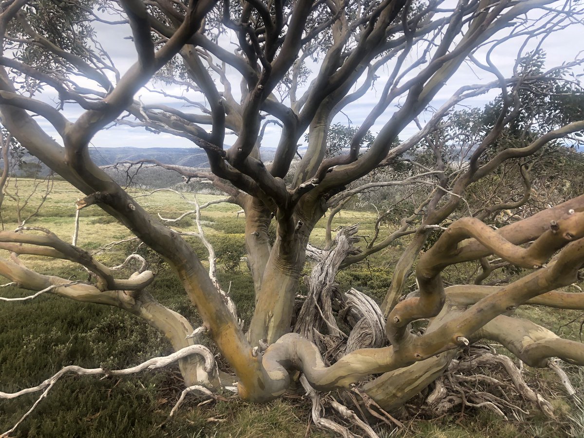 Snowgum of the day  #AAWT