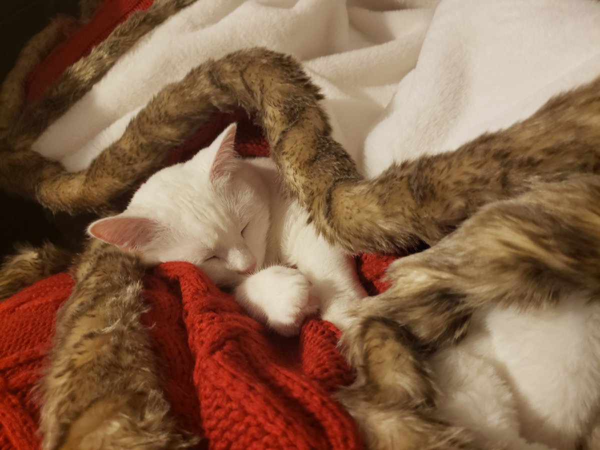 erinnrichardson's tweet photo. @Target You definitely need more cats in your advertising. Please contact Bianca, Feline Extraordinaire, to schedule photo ops. In related news: I might have to buy another of these #Threshold cable-knit throws because she stole this one. Well played, cat. https://t.co/Ac9a90XV3Z