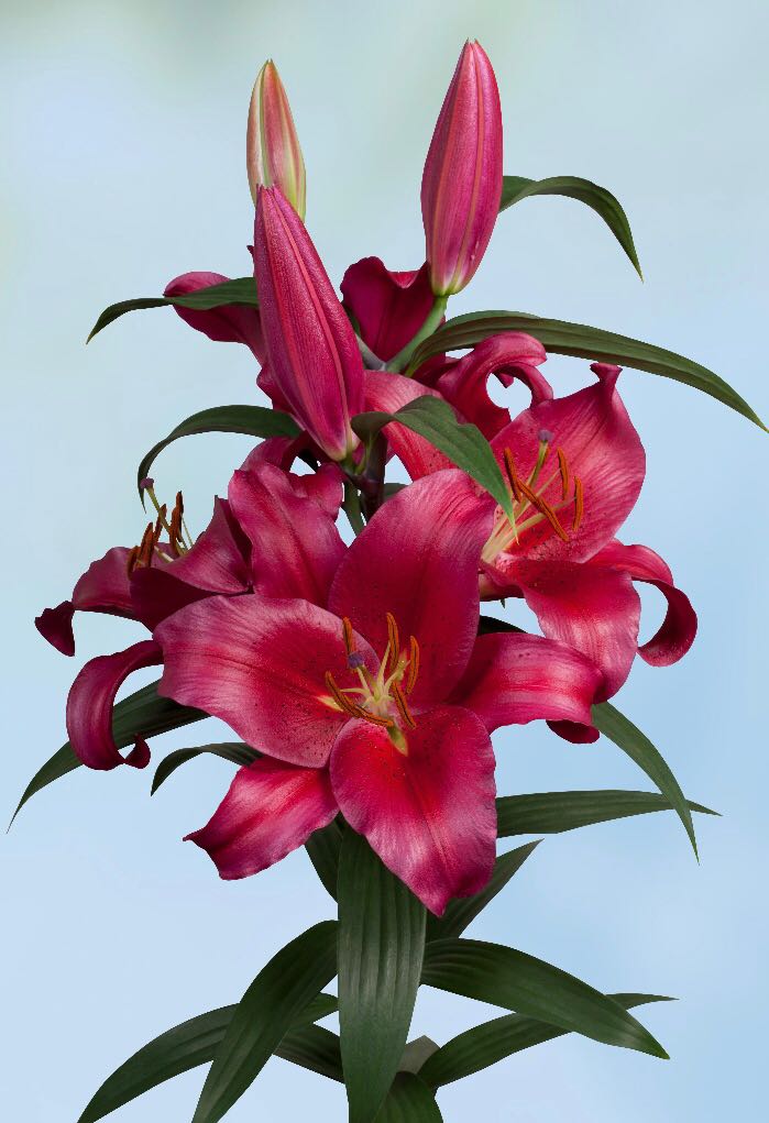 Vandaag mooie rode #lelie #Christopher op #klok1 @barrynr8 Kwekerij van Velden