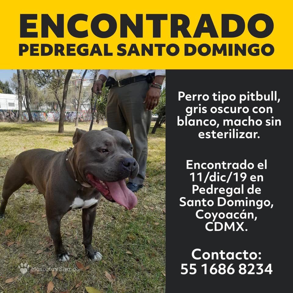 PrrosPerdidosMX's tweet photo. Via @MascotaCoyoacan https://t.co/IOlRWtg9cb