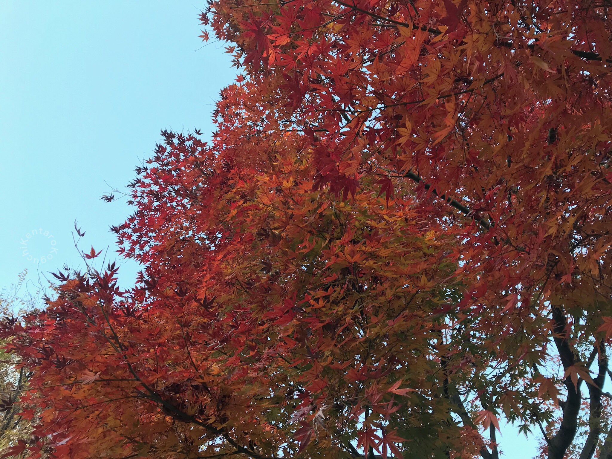 小口建太郎 紅葉が綺麗です Autumn Leaves Is Beautiful 100日ツイッターの会 74 100 美しい自然を撮る モミジ 紅葉 Maple カエデ 槭 槭樹 楓 Maple 楓の木 Mapletree 楓の葉 Maleleaf 東京 Tokyo 西東京市 Nishitokyocity T Co