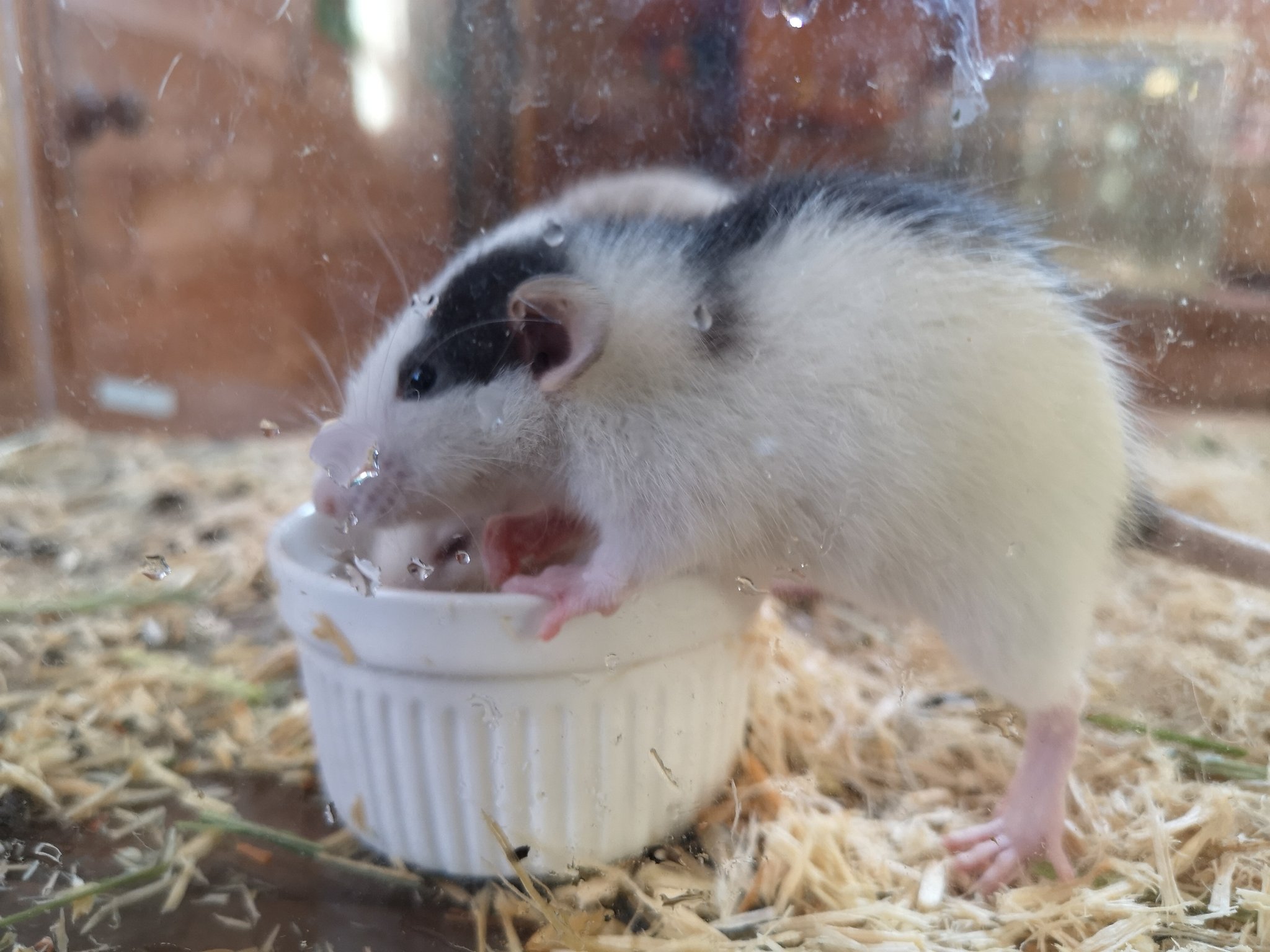 טוויטר 群馬サファリパーク בטוויטר 10 00から遊園地内特設会場でねずみ展を行いまチュウ 種類のぼくの仲間が待ってまチュウ 今日のねずみ ファンシーラット 群馬サファリパーク サファリパーク ねずみ展 T Co 4ycjpzonlj
