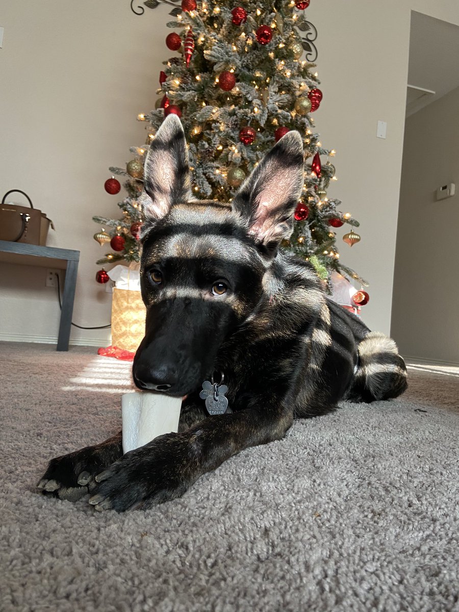 Sesley_blue's tweet image. Merry Christmas❣️