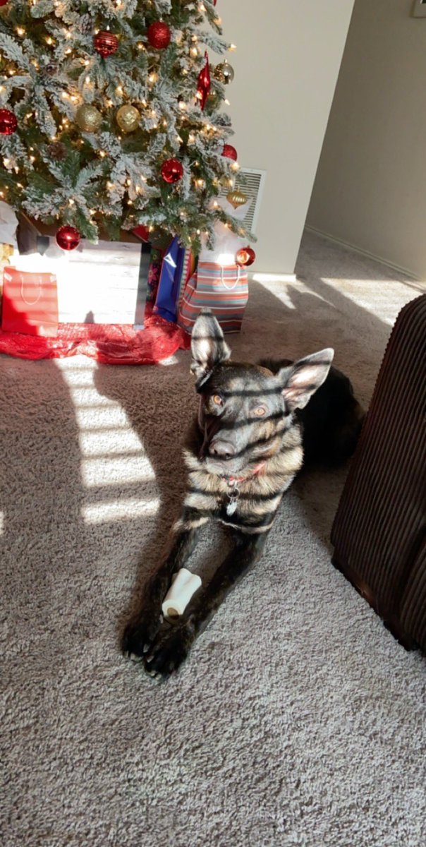 Sesley_blue's tweet image. Merry Christmas❣️