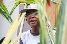 El Programa Biocultural de Salvaguardia de la Palma Bendita fue declarado por la UNESCO, Patrimonio de la Humanidad. Felicito a los palmeros de Chacao, La Asunción y Valle del Espíritu Santo, por esta gran distinción. ¡Venezuela Defiende y preserva sus expresiones culturales!