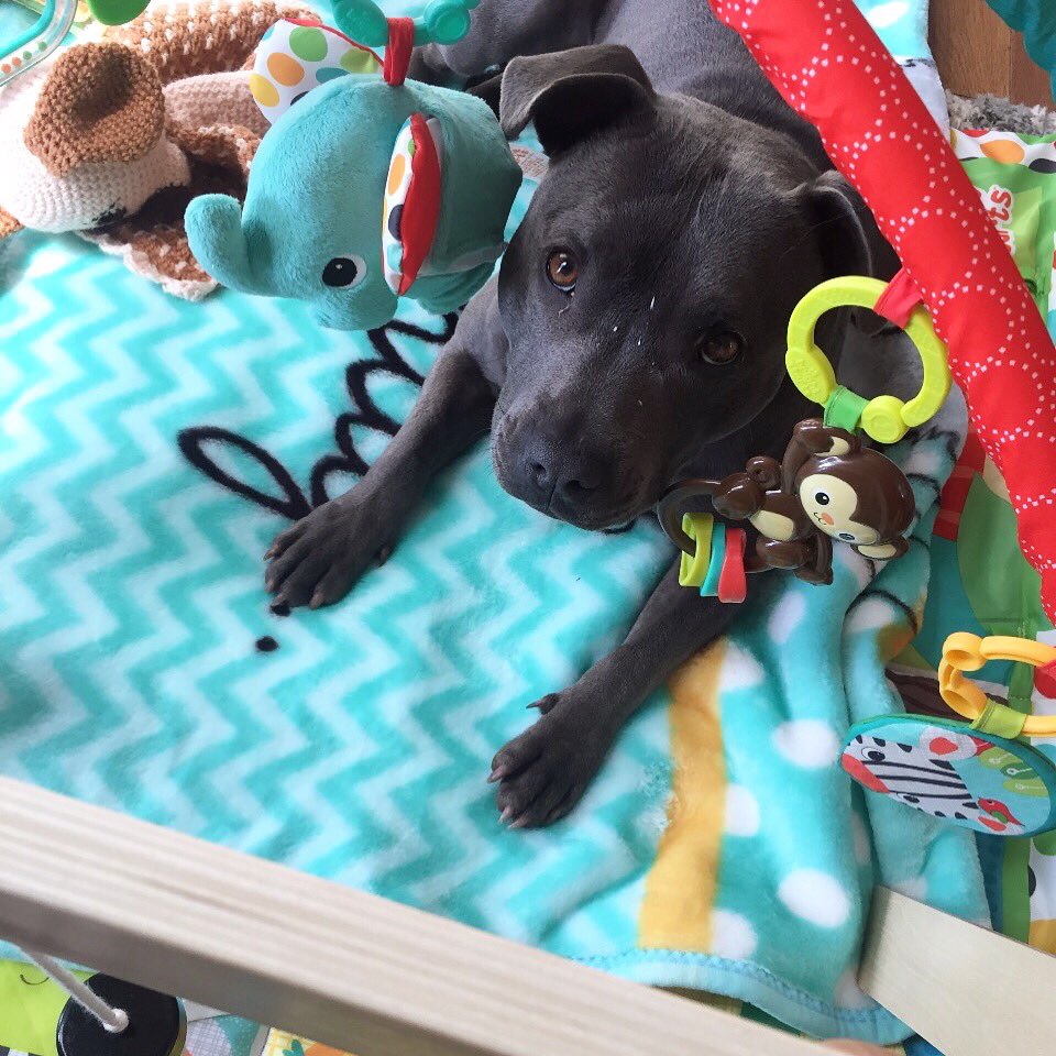 jilly_model's tweet image. Caught in action on her little brothers play gym @glenrichards75 Our #dorisday #staffy 🐶♥️