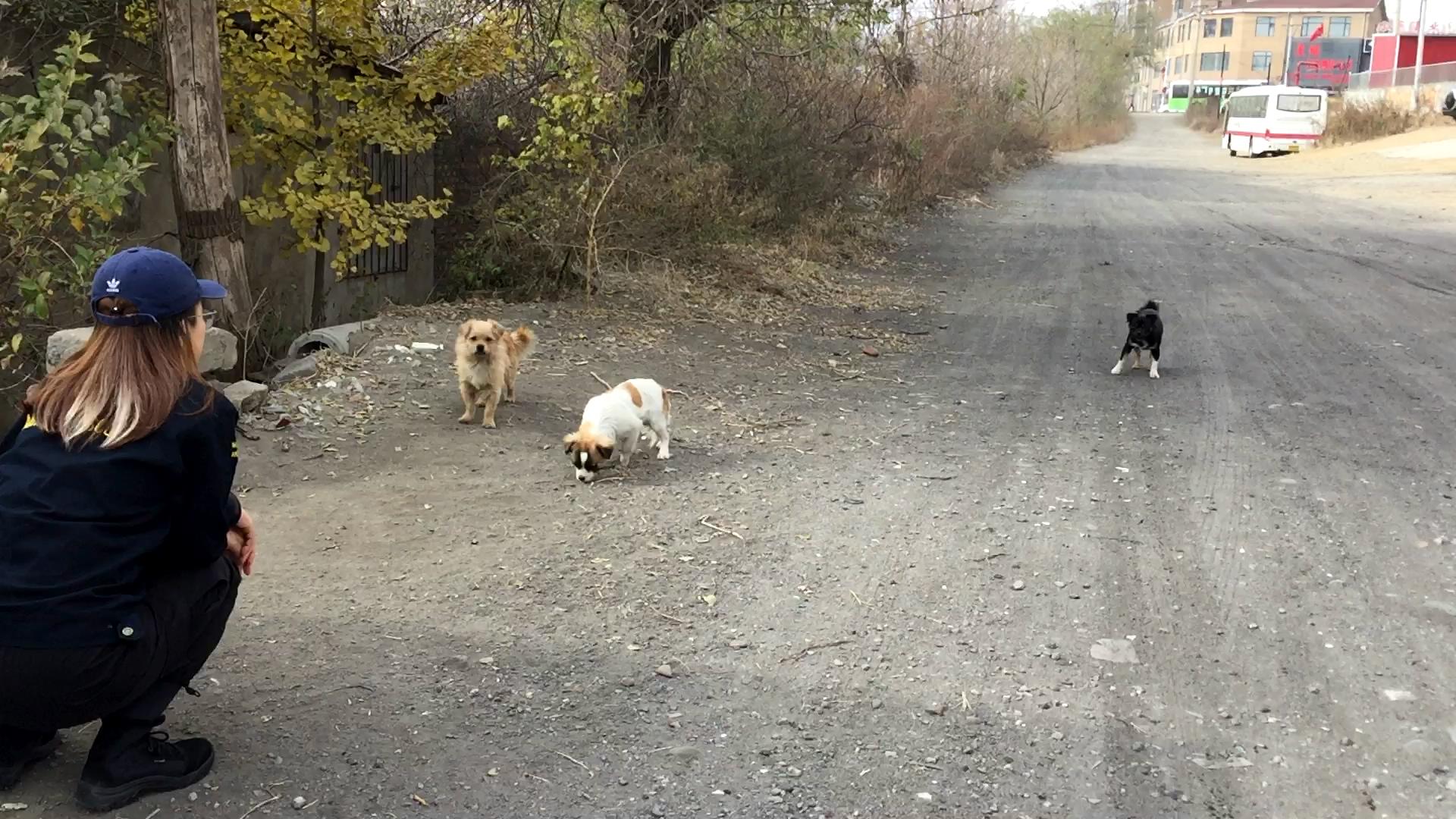 Northeast Animal Rescue on Twitter "There're too many homeless dogs