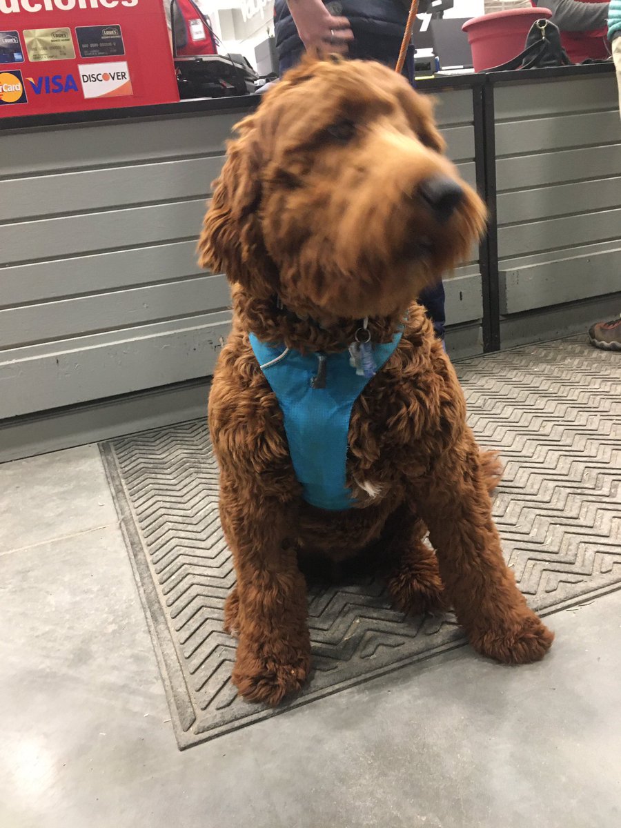 The Dogs of Lowes tweet media