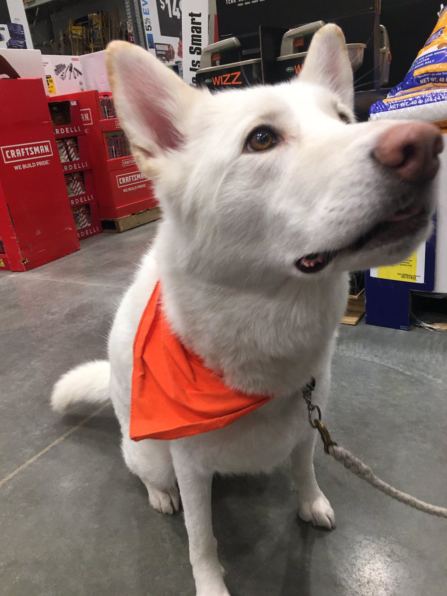 The Dogs of Lowes tweet media