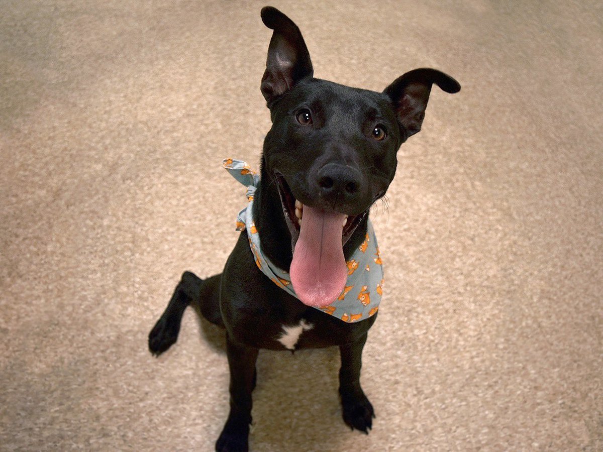 FORMYANIMALFRI1's tweet photo. KAI 81265 MANHATTAN NY ACC
TO BE KILLED SATURDAY 🆘🆘🆘

Only 9mos/55lbs,m.  Described by a volunteer as puppylicious.  Energetic, responsive, quick to adapt, knows cues, eager to please, goofy, loves toys, crate trained.  Dumped because owner is moving. https://t.co/w1mX8Jfdxr