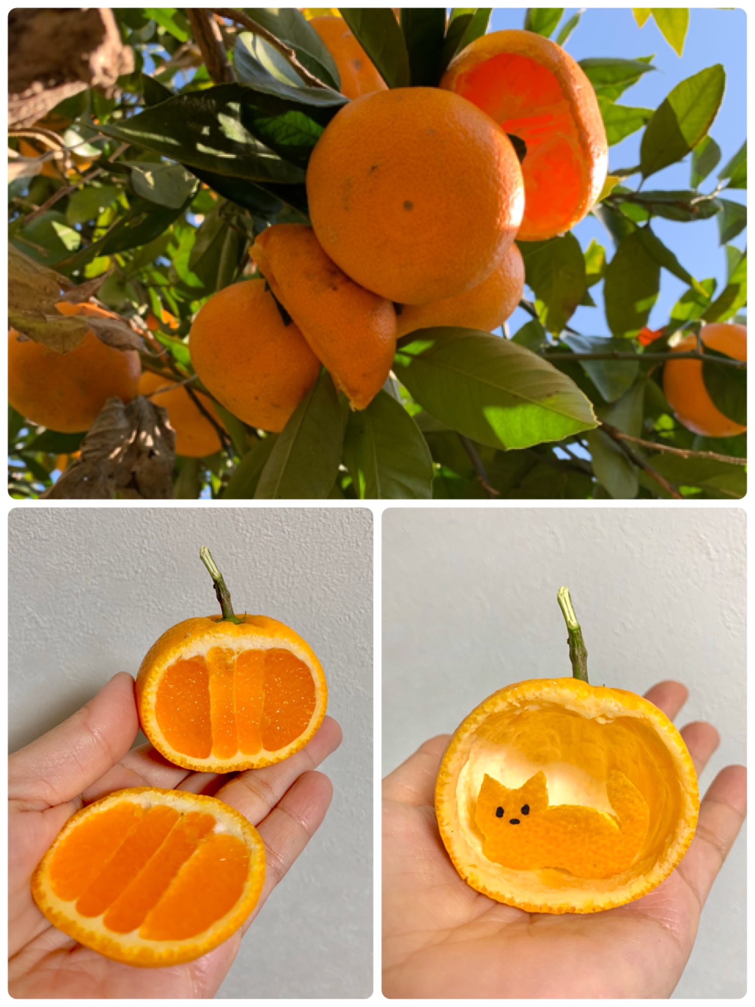 Inori En Twitter みかんの皮で猫ドームに入った猫を作りました 崖庭のみかんは今年も小鳥のご馳走になっていました みかん を包丁で切り スプーンでくり抜くように中身を食べ ハサミで猫の形に切り抜き ドームに溝をつけ猫を差し込みました 三枚目の写真は１日