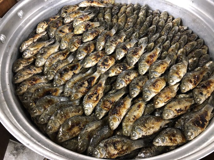 フナ04 フナを食べる文化 フナの刺身と煮つけ 自由研究のマインドセット