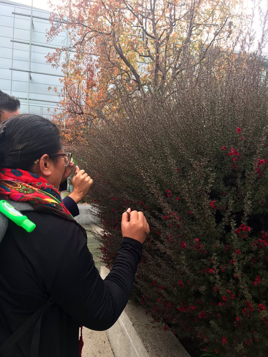 1NativeSoilNerd's tweet image. #NativeScience session at #AGU19 happening now!! Topics such as Ethanobotany, TEK, networks to reduce Indigenous STEM isolation, funding issues, protocols to support Indigenous environmental decisions making, and transparency with EPA @Indigenous_Land @tasmitchell @Indiginerd