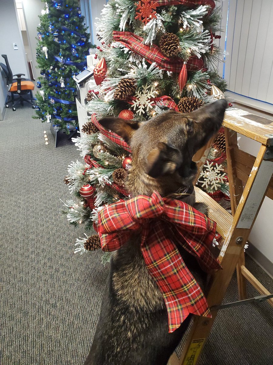 Pflugerville PD K9 Unit tweet media