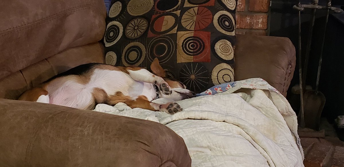 LisaMarra's tweet photo. Clearly the Jack Russell known as Katy Jane is not a fan of mornings. Why would you get up when you can sleep on an antique quilt? #ArizonaWinter #LifeAtTheBorder https://t.co/mOKwthw73d
