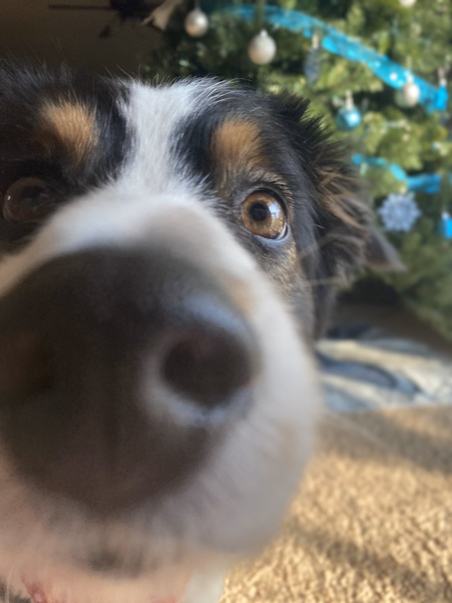 kenzierae09's tweet photo. Remember when @taylornation13 ignored Brodie?! 😬 He just wants you to know that he’s part of the #ChristmasTreeFarmPets too! https://t.co/TfeFn5Teh6