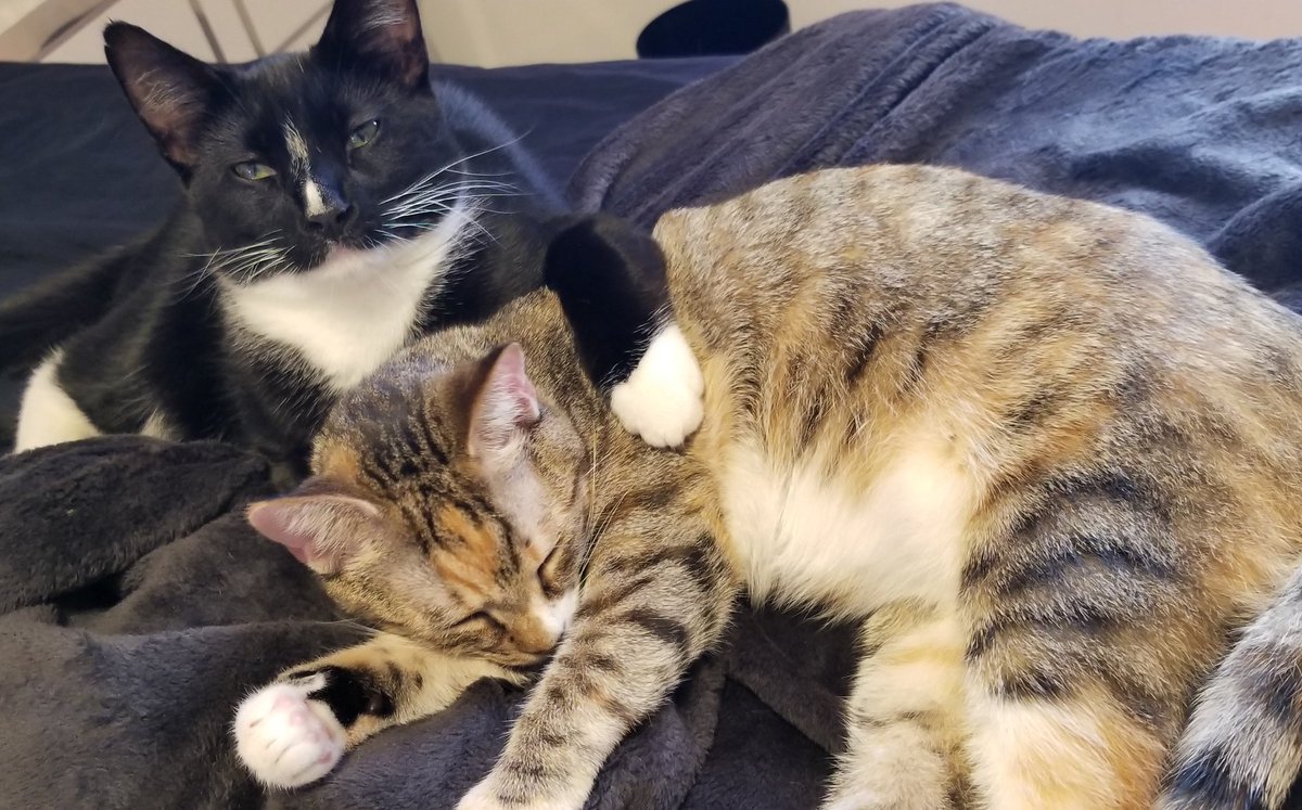 MindlinVideo's tweet photo. Stoli hugs Bailey while she naps with a polite glance toward me as to say "disturb her and I'll scratch your eyes out while you sleep" And to think they were tiny kittens a few months ago. #cats #catlovers  #catstagram #pets https://t.co/cIzKJJjb8U