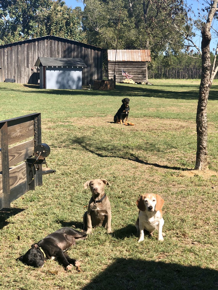 40yroldswiftie's tweet photo. Here is my jolly pack of #ChristmasTreeFarmPets ALL RESCUES 🐶🐶🐶🐶🐈🐴🐴@taylorswift13 @taylornation13 https://t.co/w0ezg510BK