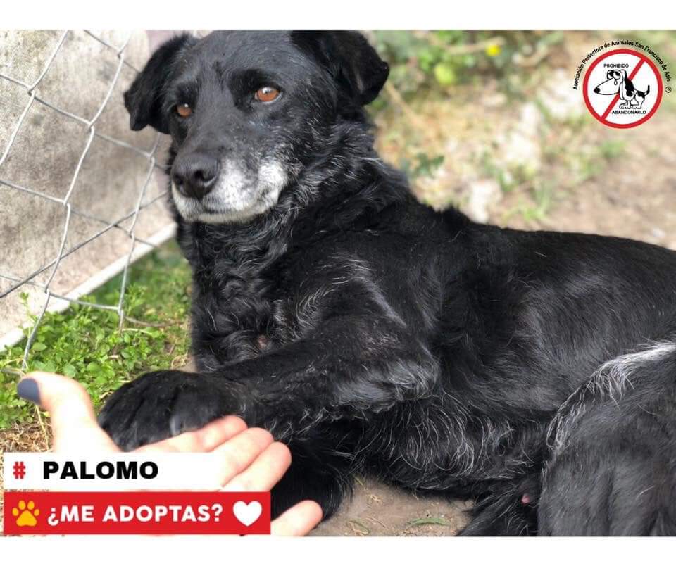 refuasis's tweet photo. Hola soy Palomo y estoy en adopcion🐶
Tengo 5 años y soy de tamaño pequeño/medianito.
Soy un perrito muy tranquilo y mimoso❤ me llevo muy bien con mis amigos de 2 y 4 patas.
Estoy a la espera de una linda familia que me ame por siempre💕
Para adoprame
👉🏻adopciones@refugiosfa.org https://t.co/erGpBFTjN9