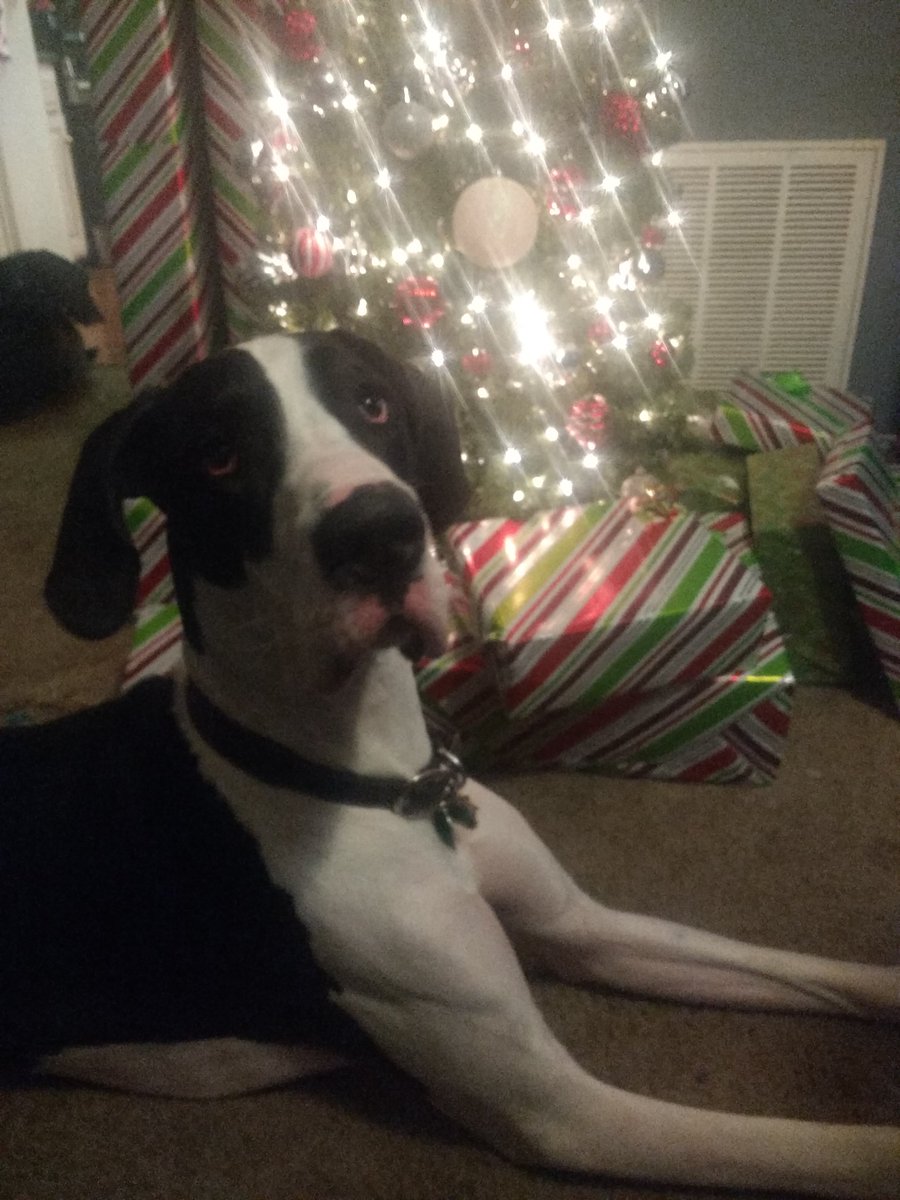 DaneMantle's tweet photo. Hey @santa I'm ready and I'm a really good boy! #MerryChristmas https://t.co/BCmCOGLe17