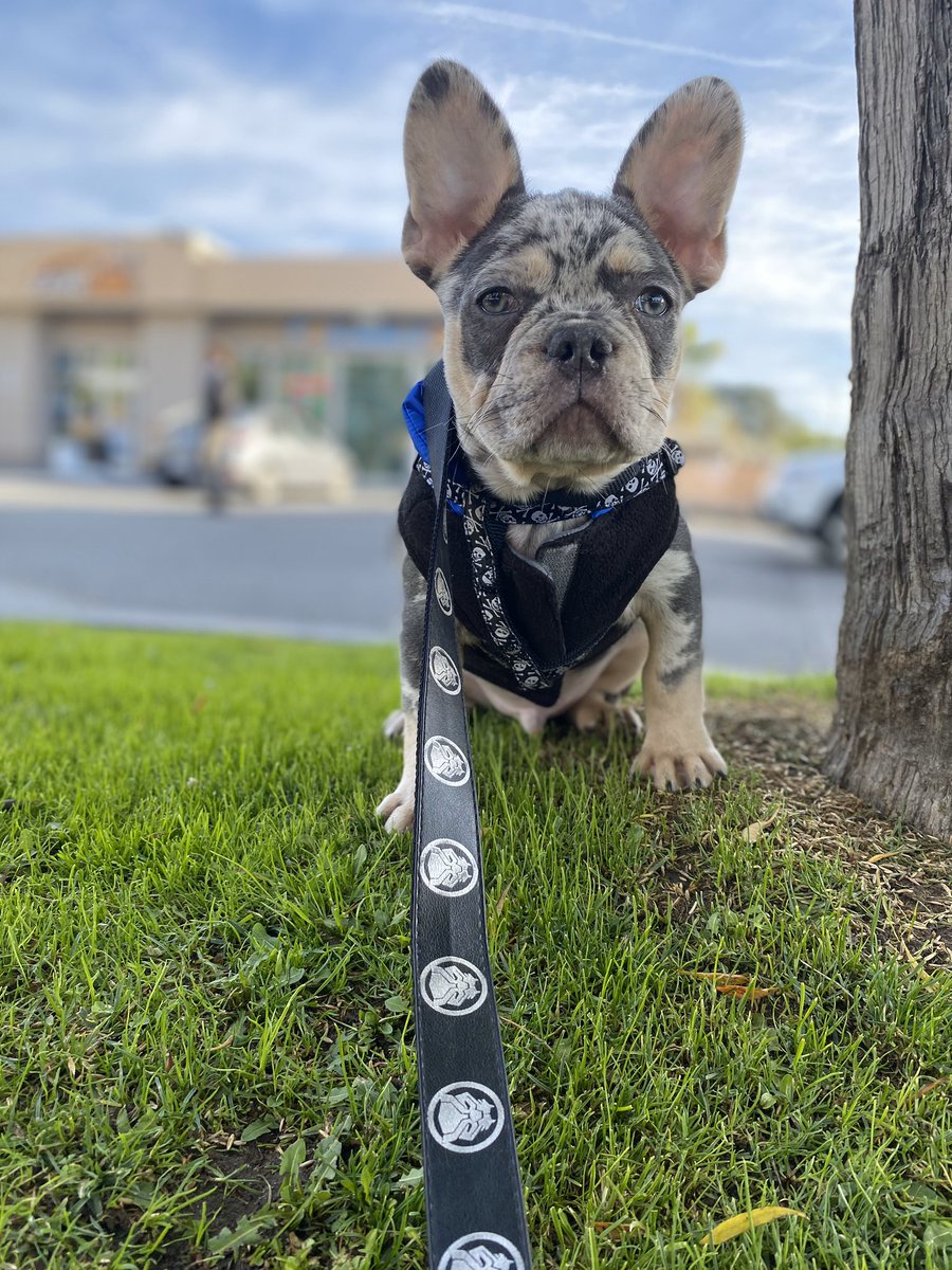 richp823's tweet photo. Pablo the Trap dog! 😎🐶 #frenchbulldog #trapdog #puppy https://t.co/piFa8mxihW