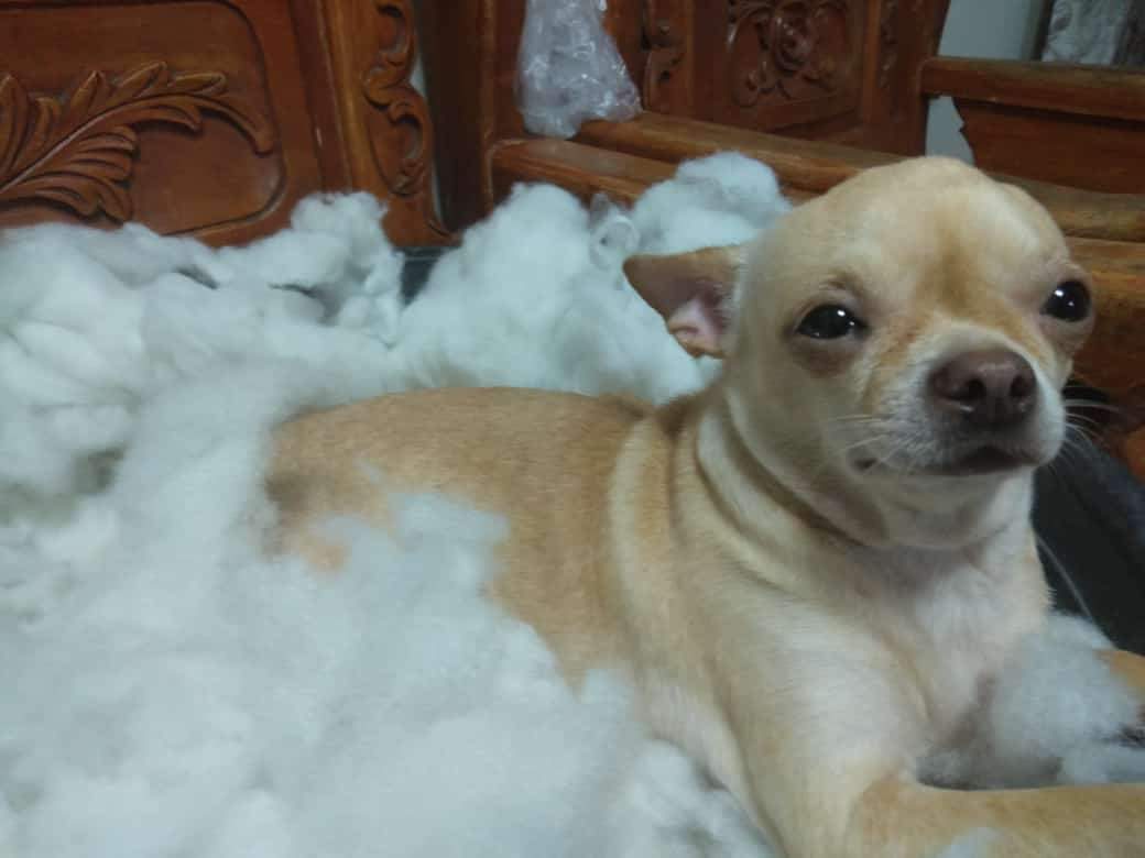 PrettyMara12's tweet photo. My baby maggie😘🐶 https://t.co/DD97T7nYsf
