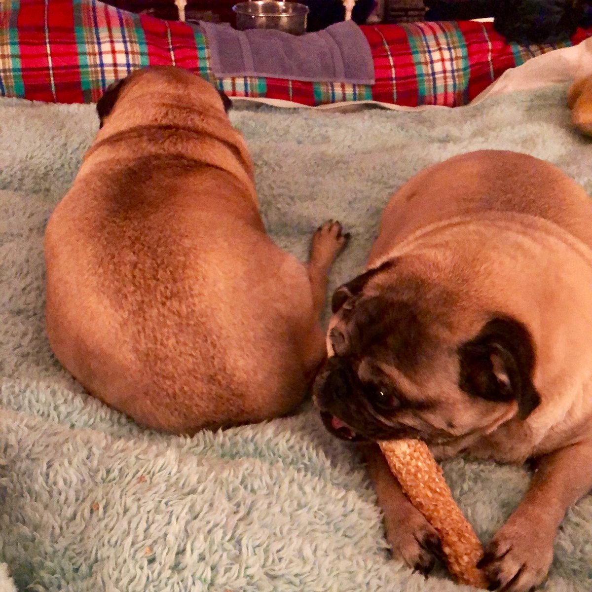 LisaAlesci's tweet photo. Muh babas are done for the day. #ChewieTime In 10 mins theyโll be sawing wood. Loudly. Love my puggies. #AdoptDontShop #DougAndDaniel Keep #BondedPairs together. #Pugs #PugsOfTwitter. https://t.co/dSWUtzWMp9