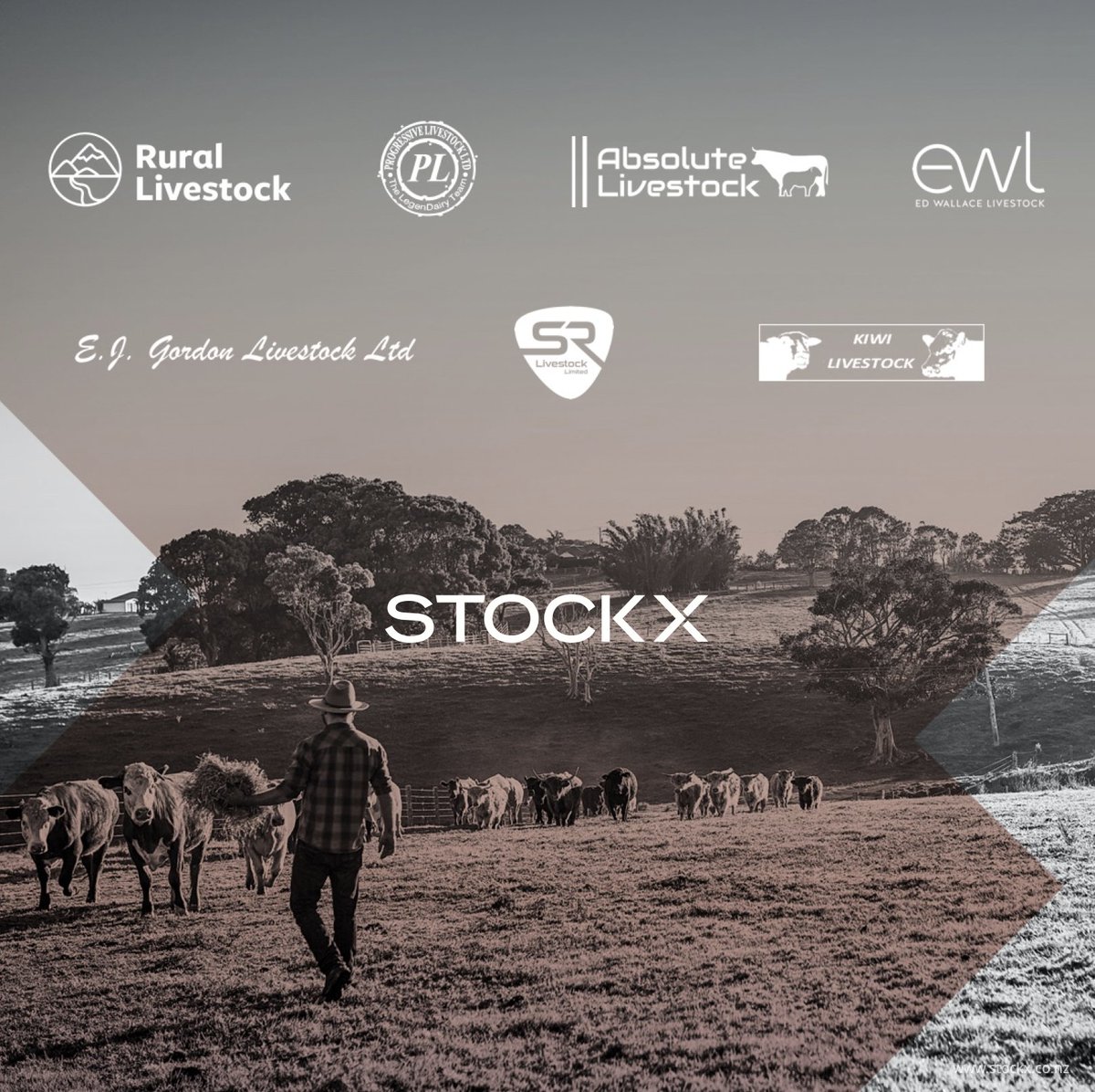 StockX_NZ's tweet photo. StockX is excited to announce the following agency businesses have now joined the Marketplace; Rural Livestock, Progressive Livestock, Absolute Livestock, Ed Wallace Livestock, EJ Gordon Livestock, SR Livestock and Kiwi Livestock. https://t.co/3DR6QT1BvU