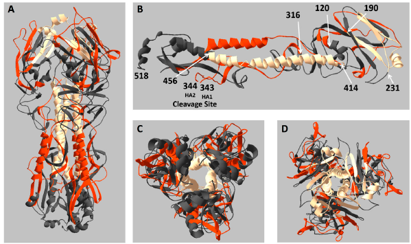 Pathogens_MDPI's tweet photo. 🥳🥳
#CallforReading
"Peptide #Epitope Hot Spots of #CD4TCell Recognition Within #Influenza #Hemagglutinin During the Primary Response to Infection", written by Zackery A. G. Knowlden, Katherine A. Richards, Savannah A. Moritzky and Andrea J. Sant
https://t.co/duiplT5WVj https://t.co/HIFLMHTkDd
