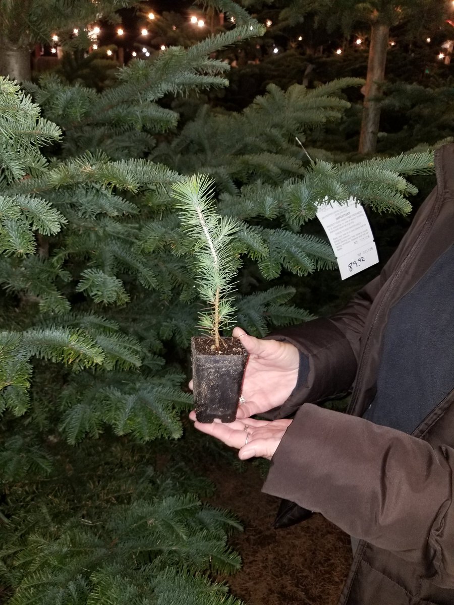 We did not buy nor cut one down. We had a coupon to get this Aleppo pine (Pinus halepensis).

The coupon was misprinted, supposed to have to buy a tree to get free tiny tree. But manager honored coupon as it was written. 'Free baby tree.'

Thank you #FamilyTreeFarm