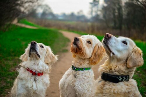 mypetshopworld's tweet photo. Dog training made easy.
#Agilitytraining #besttraining #BrainTrainingfordogs #certifiedtrainer #clickertraining #dog #doglover #dogs #dogtraining #K9Dogtraining https://t.co/ZwHjVknaxg https://t.co/8989ejkQ0p