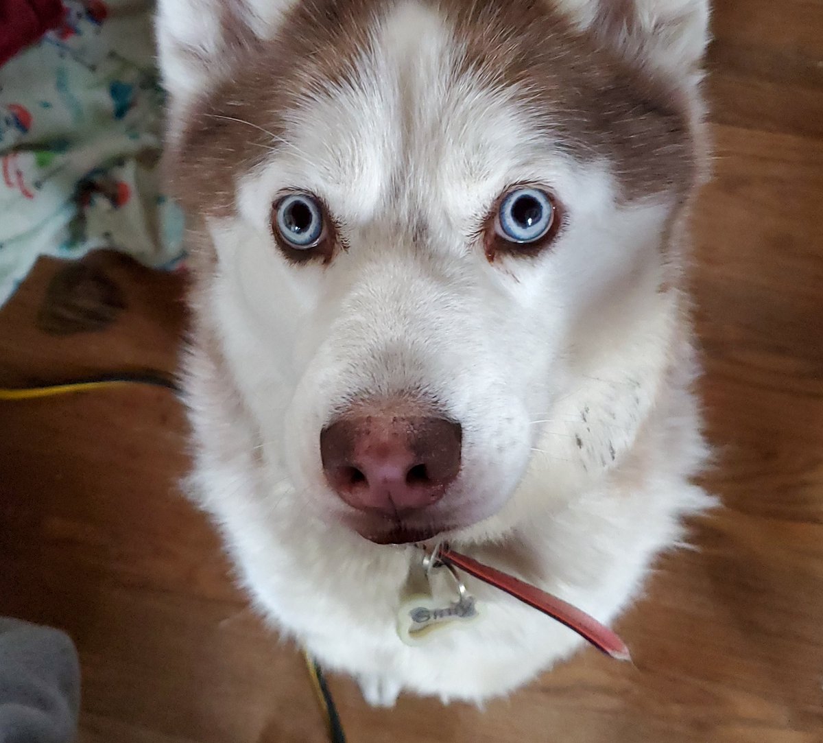 yagermyster7's tweet photo. @Christina_Roof @Love4PoliceDogs @Boxster240 @tkeleiott @thebingoman21 @K9Mattis @K9Fyba @AmazingLinus @judes_chan @TMedNP14 @bulletgifts That Lab circle wag is the best! Good boy Landon! #Landonstrong #wiggles #gettingchargedup Siniy sends her ♥️ https://t.co/ZBUlHhPE7j