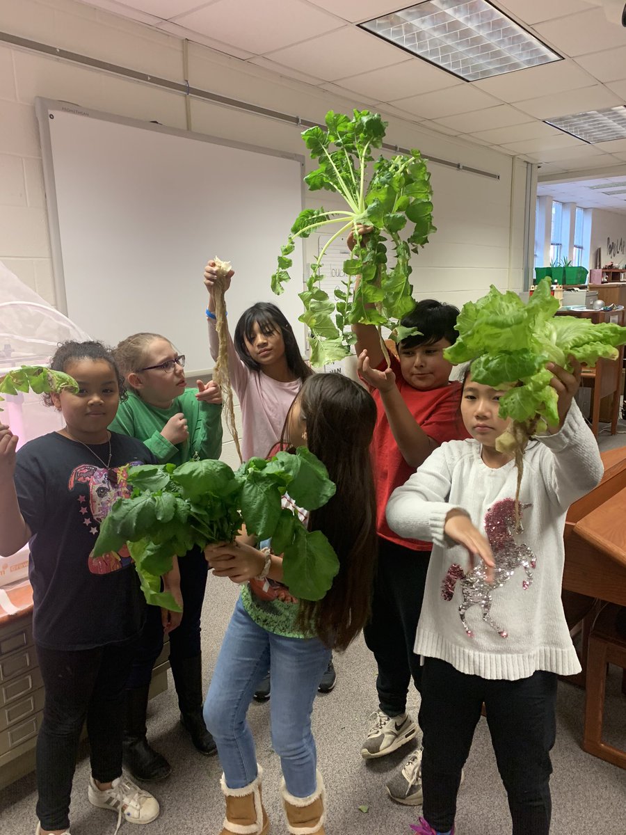 LibraryFGES's tweet photo. We decided it was time to harvest our white radish and lettuce today!! The roots on the radish were 16 inches long!! Our group had never tasted a white radish before. #alwaystrynewthings @opcomfarm @JannieWray @ForestGroveES https://t.co/jr9BhWj6me