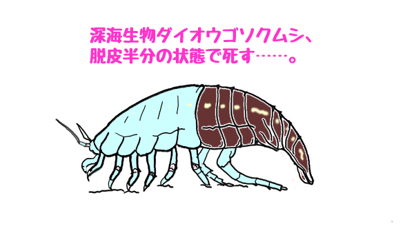 ダイオウグソクムシのtwitterイラスト検索結果 ダイオウグソクムシのtwitterイラスト検索結果