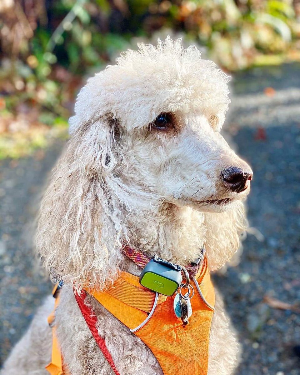 _TailsAndTrails's tweet photo. Hazel beefing up her portfolio with a new headshot๐ธ๐ฉ
โข
โข
โข
โข
#standardpoodle #standardpoodles #standardpoodlelove #standardpoodlesrock #standardpoodlelife #barkzweekly #barked #DogCelebration #poodlepower #poodlesofportland #poodle_feature #poodle_playoffs #poodle_features https://t.co/tdJO2eZttn