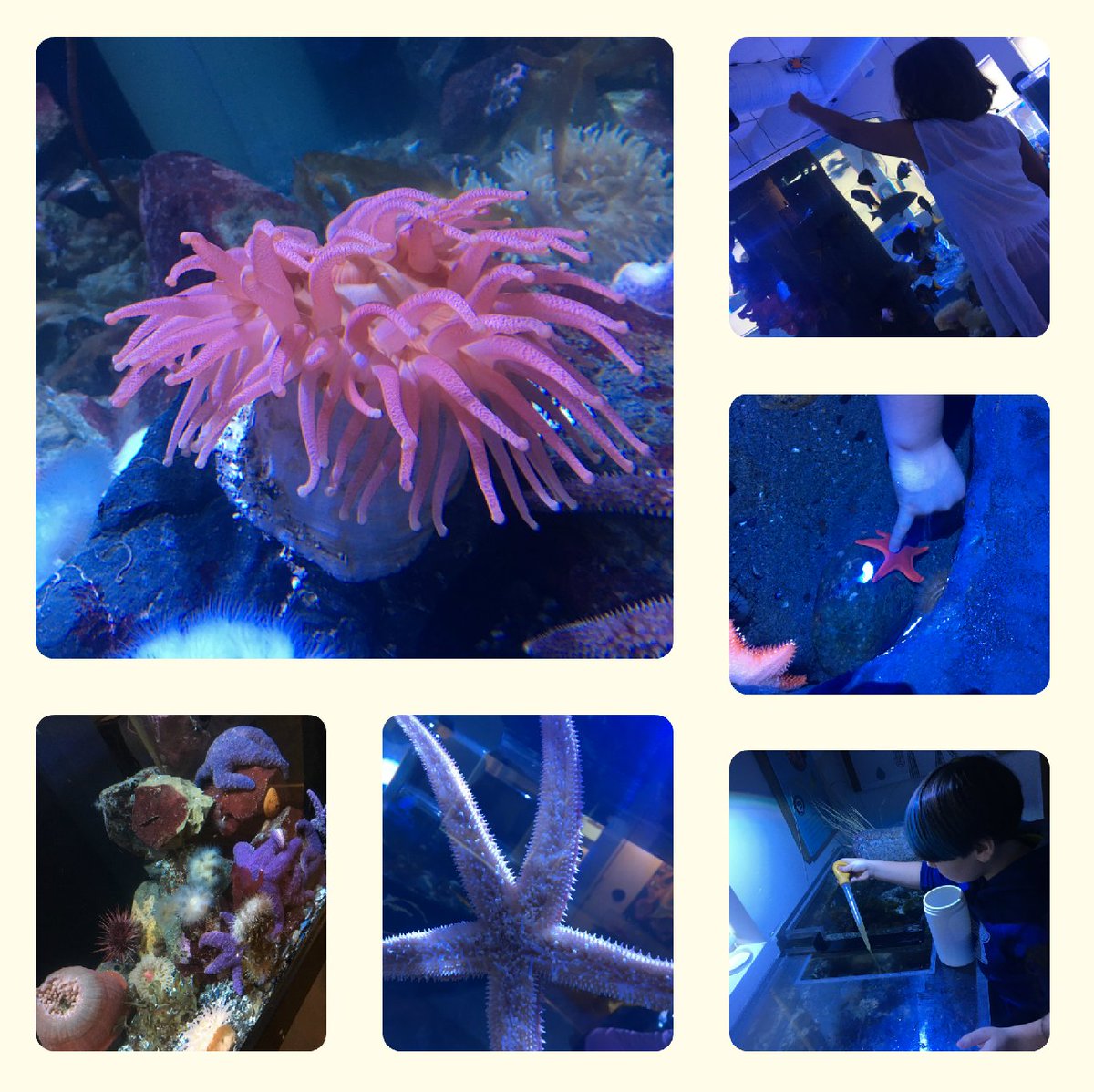 KES, Gr 2/3 students enjoyed learning about biodiversity and food webs in the Salish Sea at the Nicholas Sonntag Marine Education Centre.  #SD46 <a href="/bernadettem2015/">Bernadette Marie</a>