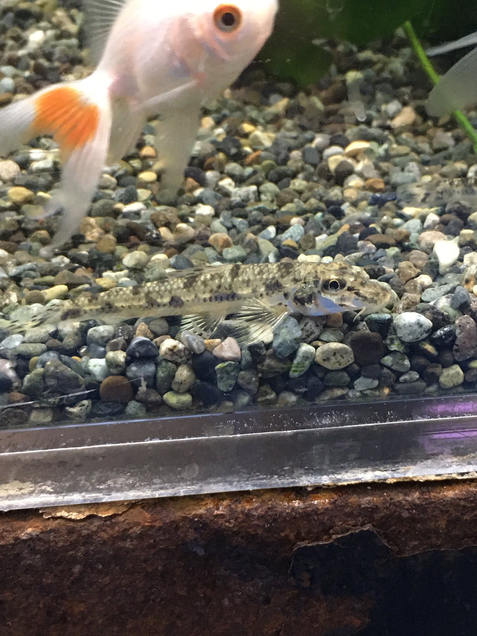 マナウス板橋店 昨日の入荷紹介です まずは金魚メダカの掃除屋さん カマツカとアジメドジョウ 2匹ともとにかく愛らしい川魚です マナウス板橋 ビバホーム板橋前野店 熱帯魚 金魚 メダカ 水草 鳥 小動物 インコ ウサギ ハムスター 川魚