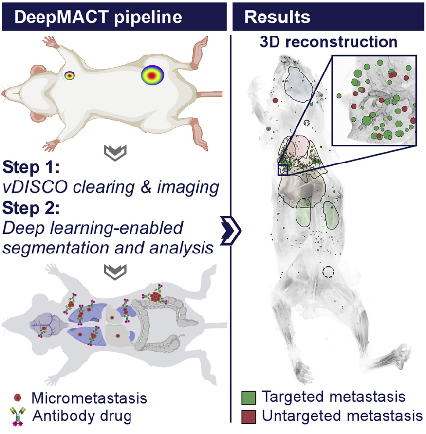 mmw_lmw's tweet photo. #Deep_Learning | #DeepMACT | Reveals #CancerMetastasis and #TherapeuticAntibody Targeting in the Entire Body | Ali Ertürk @LMU_Muenchen @CellCellPress https://t.co/FeVEsUUNo5 https://t.co/ZXtR8Yt5Ao