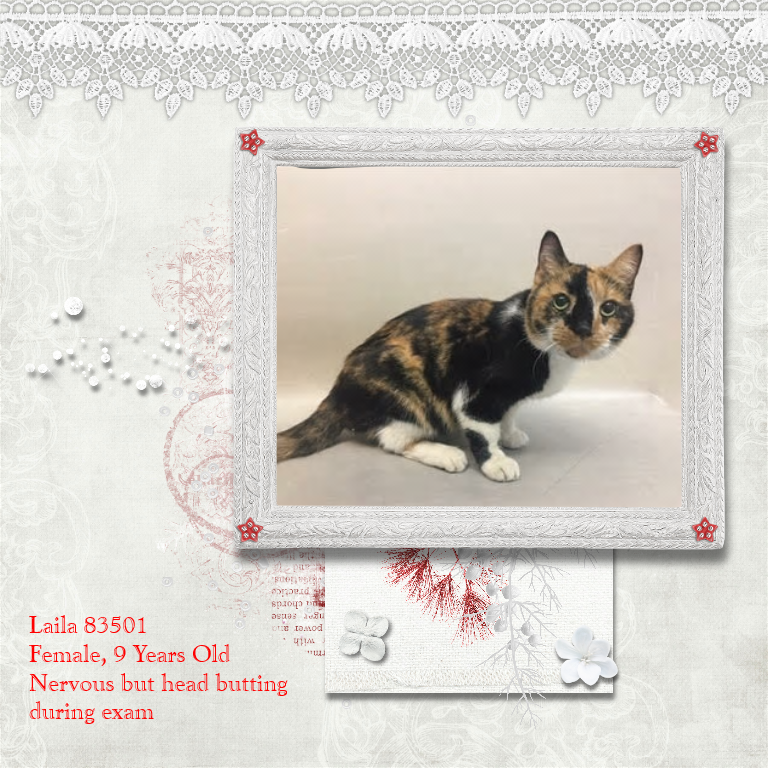 PeterAskin1's tweet photo. Lovely senior calico kitty "Laila" 83501 came into NYC ACC in #NewYork as a stray with tag, but no sign of heartbroken owner yet! Nervous but headbutts for treats! Needs dental! Adopt/pledge for rescue! VERY URGENT!
https://t.co/4Ocncc4By2 https://t.co/hBJOhRQntc