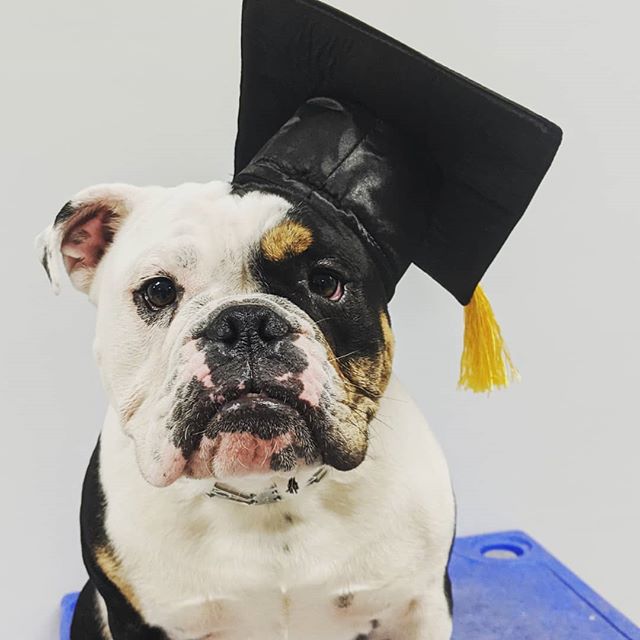 Dauntless_Dogs's tweet photo. Congrats to Max, Mikey, Sandy, Gus and Duke! Graduating their beginner class!
#dogtraining #dogsofinstagram #dogs #dogschool #bulldog #bulldogsofinstagram #australianshepherd #saluki #jackrussellterrier #muttsofinstagram https://t.co/gEXZkuCpQF