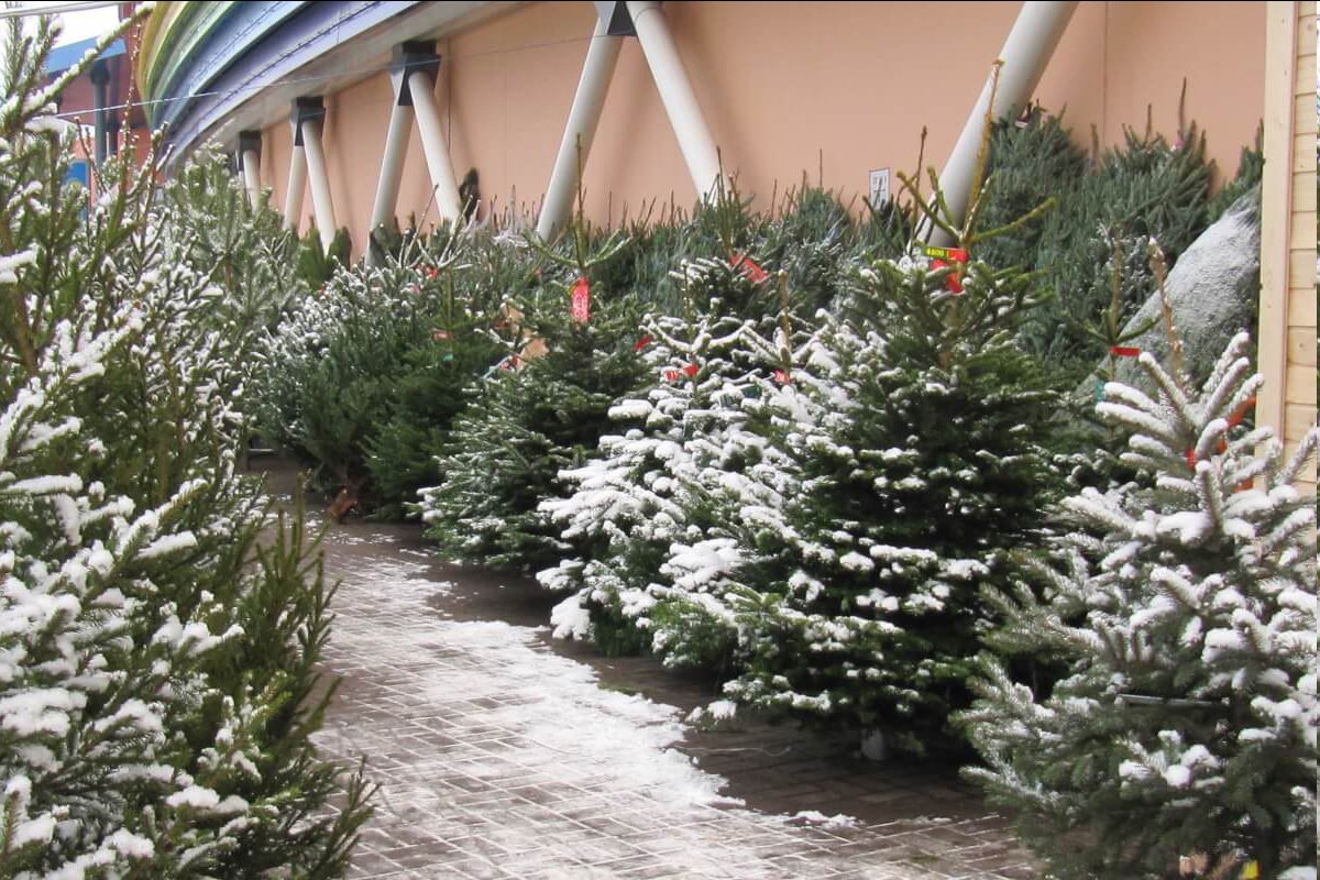 NevskieNovosti's tweet photo. 🎄Елочные базары открываются 20 декабря и проработают до 31 декабря

Полный список елочных базаров, опубликованный на официальном сайте городской администрации, можно посмотреть здесь: https://t.co/mI0OK5qEv2 https://t.co/TRw57DCo3G