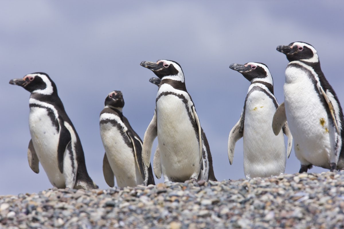 La #Patagonie hors des sentiers battus, c'est ce que vous propose de découvrir #TerraArgentina avec son dernier circuit 🛫 🌎
À vous l'observation de la faune sauvage de la région 🐧➡️ bit.ly/2DTBZoU
#VoyageArgentine #VoyagePatagonie