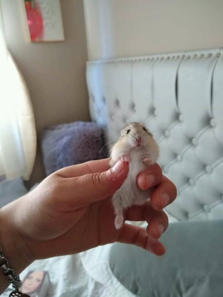 HamstersArg's tweet photo. 💜 Meg en adopción 💜

Para saber más: https://t.co/JqPDeoH7NT https://t.co/9Ni9zpphPG