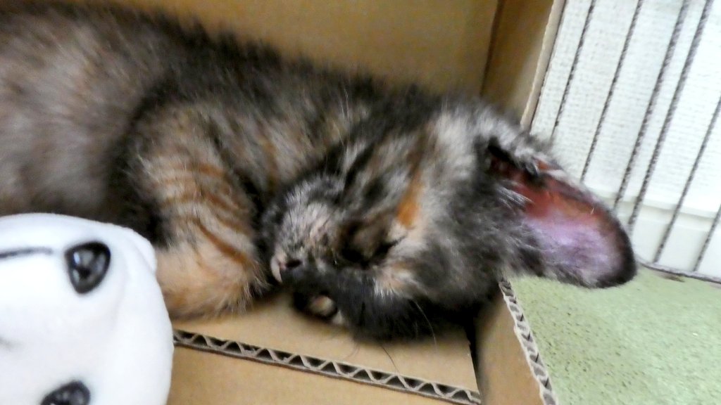 ピノワルド工房 على تويتر 戦闘力0 一枚目 戦闘力5 二枚目 戦闘力100 三枚目 戦闘力 A 四枚目 スカウターぶっ壊れる ほ 本当に同じ猫なのか あなたの戦闘力は