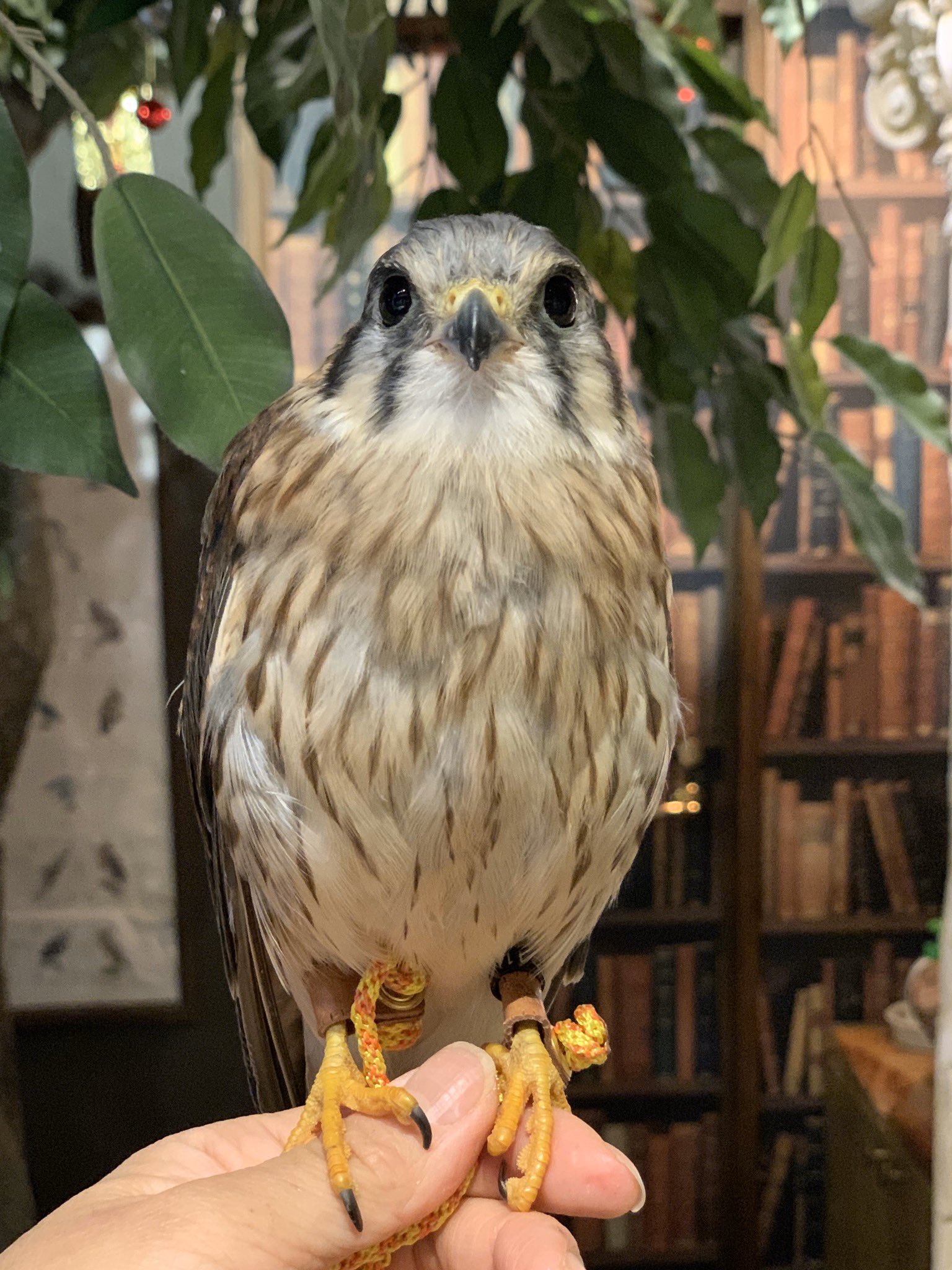 鳥のいるカフェ谷中本店 V Tvittere 本日もアメリカチョウゲンボウちゃんのお迎えが決まりました 調教済みの仔ですので お部屋でプチフライトショーもできますよ お迎え募集中の アメリカチョウゲンボウ ちゃん残り2羽となってしまいました 鳥のいるカフェ